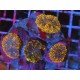 COLONY RICORDEA YUMA GOTZILLA XL