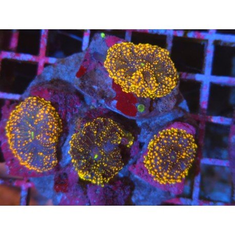 COLONY RICORDEA YUMA GOTZILLA XL