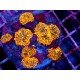 COLONY RICORDEA YUMA GOTZILLA XL