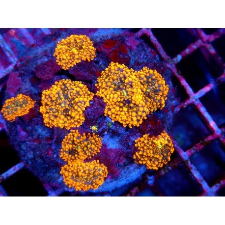 COLONY RICORDEA YUMA GOTZILLA XL