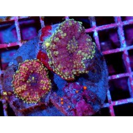 COLONY RICORDEA YUMA PURPLE XL