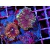 COLONY RICORDEA YUMA PURPLE XL