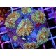 COLONY RICORDEA YUMA REDSTAR XL