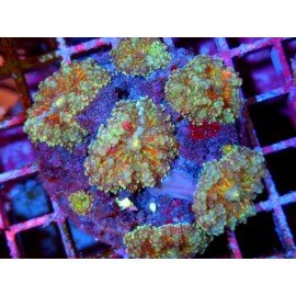 COLONY RICORDEA YUMA REDSTAR XL