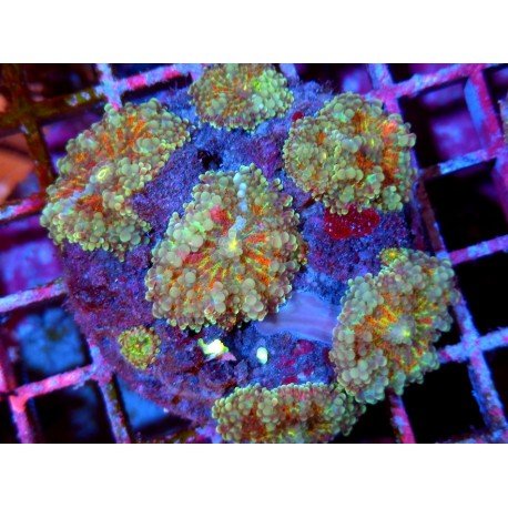 COLONY RICORDEA YUMA REDSTAR XL