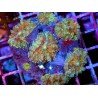 COLONY RICORDEA YUMA REDSTAR XL