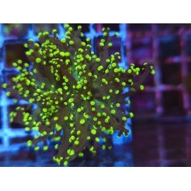 YAEYAMAENSIS FROGSPAWN YELLOW