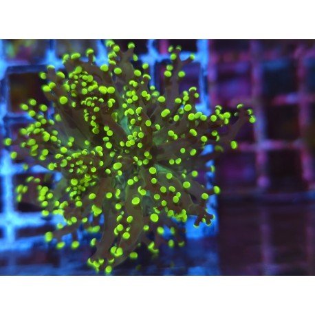 YAEYAMAENSIS FROGSPAWN YELLOW