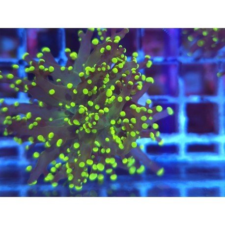 YAEYAMAENSIS FROGSPAWN YELLOW