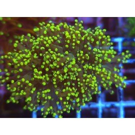 YAEYAMAENSIS FROGSPAWN YELLOW