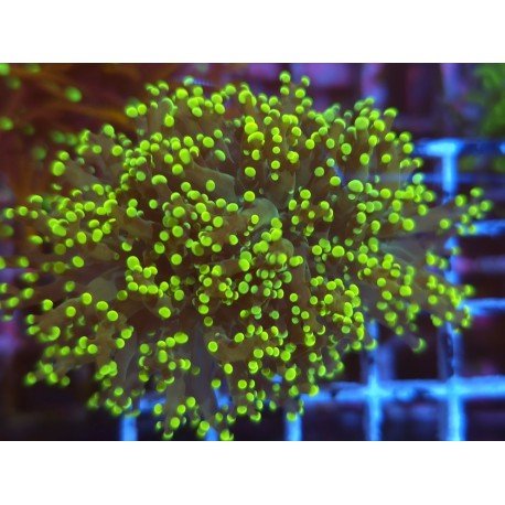 YAEYAMAENSIS FROGSPAWN YELLOW