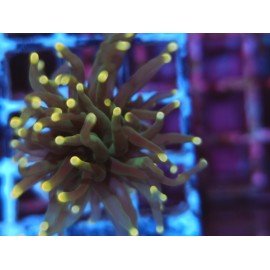 GLABRESCENS JOKER TORCH