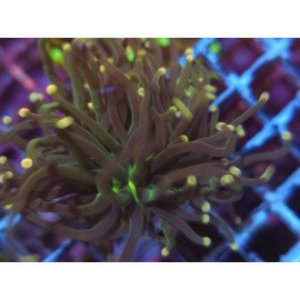 GLABRESCENS JOKER TORCH