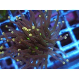 GLABRESCENS JOKER TORCH