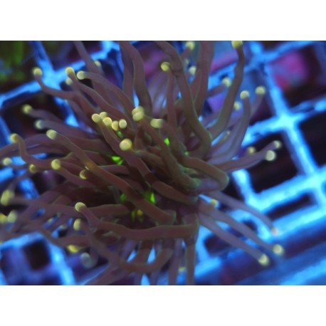 GLABRESCENS JOKER TORCH