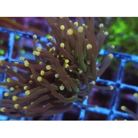 GLABRESCENS JOKER TORCH