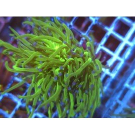 GLABRESCENS BLUEBERRY 