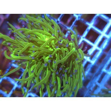 GLABRESCENS BLUEBERRY 