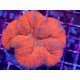 LOBOPHYLLIA ULTRA RED L 