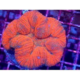 LOBOPHYLLIA ULTRA RED L 