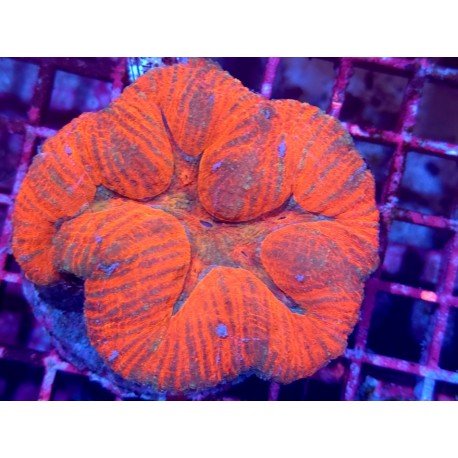 LOBOPHYLLIA ULTRA RED L 