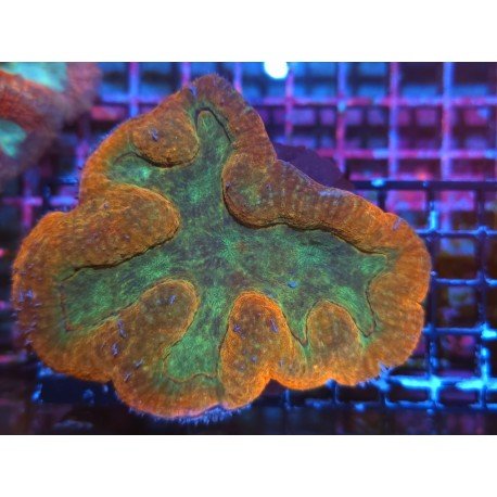 SYMPHILLIA ULTRA SUPER ORANGE