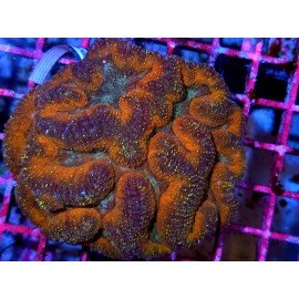 LOBOPHYLLIA ULTRA GRADE XXL 