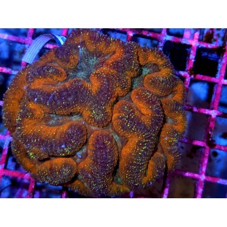 LOBOPHYLLIA ULTRA GRADE XXL 