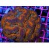 LOBOPHYLLIA ULTRA GRADE XXL 