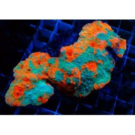 CHALICE KTAR ORANJI XXL 