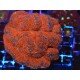 LOBOPHYLLIA RED L