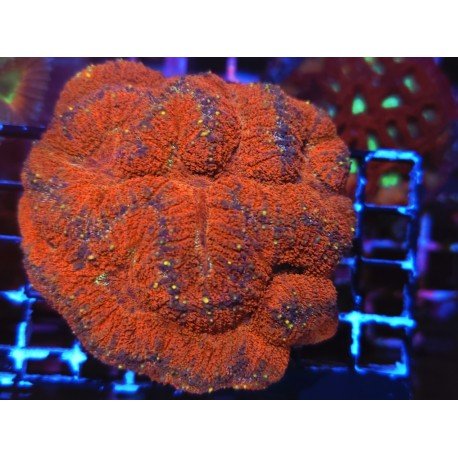 LOBOPHYLLIA RED L