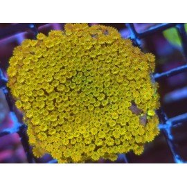 ALVEOPORA MINUTA SUNSHINE