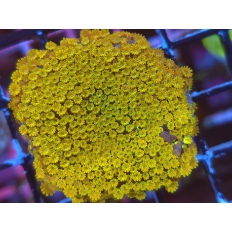 ALVEOPORA MINUTA SUNSHINE