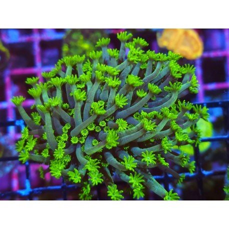 ALVEOPORA TIZZARTI NEON GREEN L