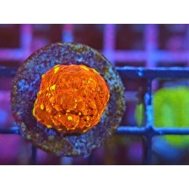 CHALICE GOLDMEINSTER