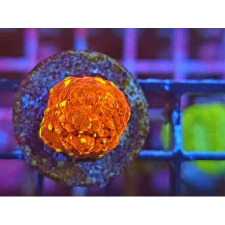 CHALICE GOLDMEINSTER