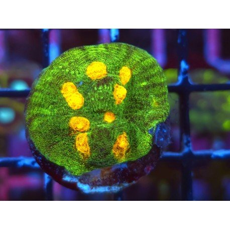 CHALICE SPACE INVADERS