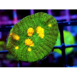 CHALICE SPACE INVADERS