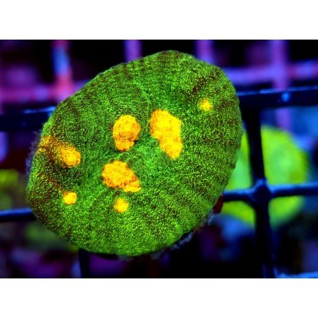 CHALICE SPACE INVADERS