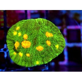 CHALICE SPACE INVADERS