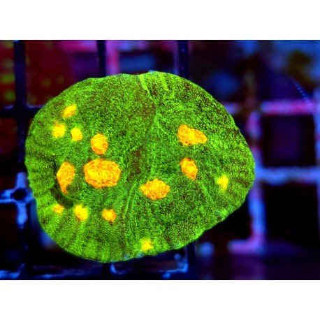 CHALICE SPACE INVADERS