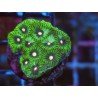 FAVIA FIREFLY