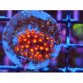 RASPERRY LIMEADE GONIOPORA