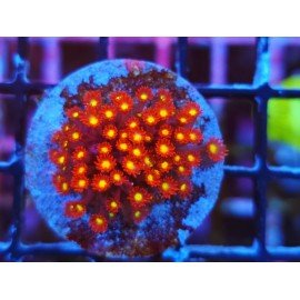 RASPERRY LIMEADE GONIOPORA