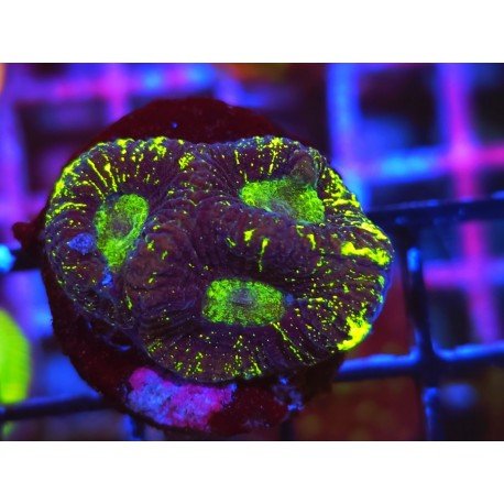 GONIASTREA TOXIC SPILL