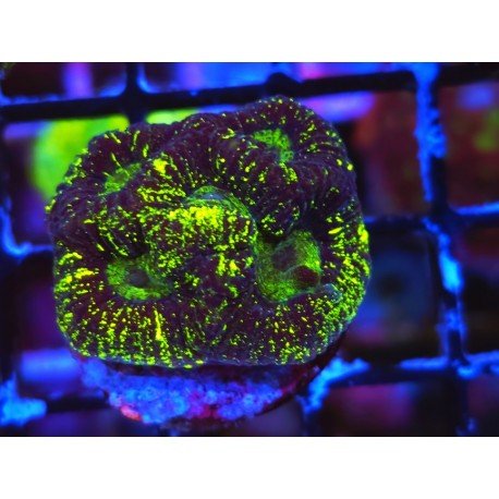 GONIASTREA TOXIC SPILL