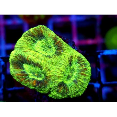 GONIASTREA MULTICOLOR GREEN 