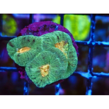 GONIASTREA ORANGE CENTER