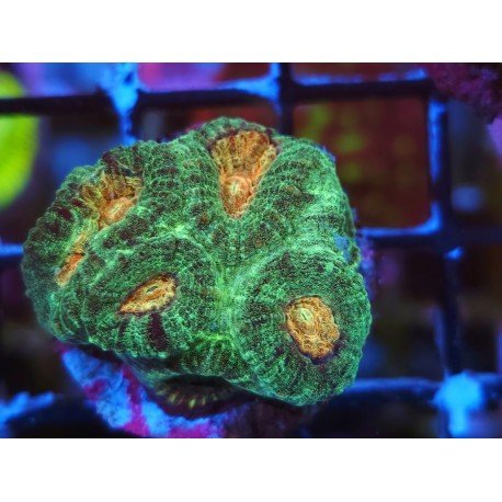 GONIASTREA ORANGE CENTER